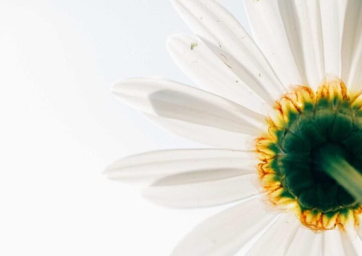 White-Label Marketing Tools