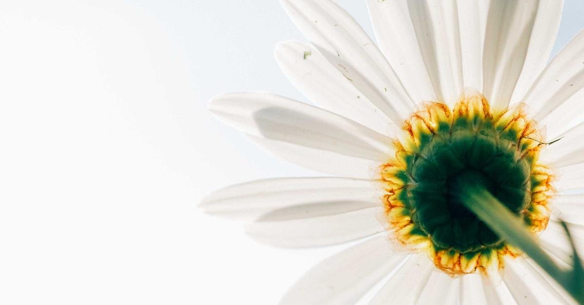 White-Label Marketing Tools